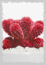 50X70厘米版画素材红色多肉