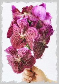 50X70厘米版画素材手持花朵