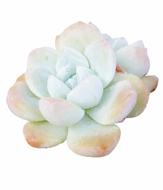 多肉植物色块图矢量素材