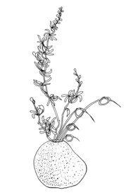 手绘插花艺术矢量线稿