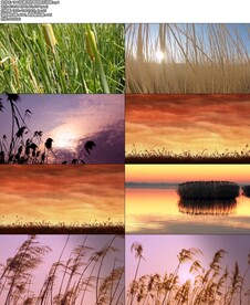 朗诵采蒲台的苇舞台背景视频