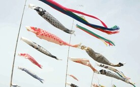 锦鲤飘带实拍视频