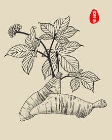 西洋参