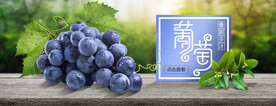 葡萄banner