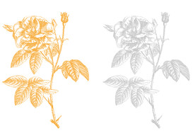 鲜花 蔷薇 玫瑰 