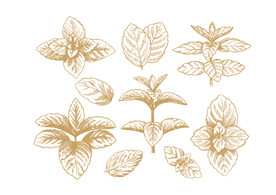 手绘薄荷叶子 插画图片