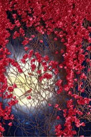 新中式红叶树藤玄关装饰画