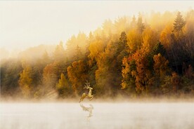 轻奢装饰画 麋鹿 金秋树林风景