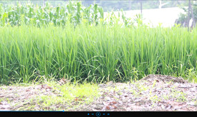 夏季稻田
