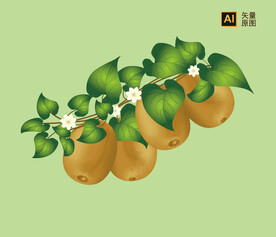 猕猴桃插画