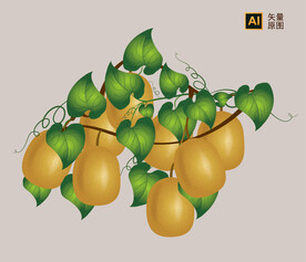 猕猴桃插画 