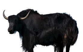 黑色的牦牛素材图