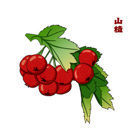 手绘山楂