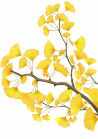 节日元素立秋元素银杏树银杏叶