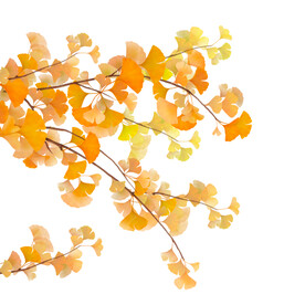 黄色原创银杏树叶元素