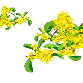 桂花装饰