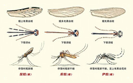 三种蚊子的区别