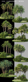 棕榈灌木