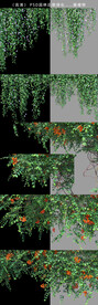 花卉藤条绿化