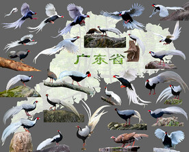 广东省省鸟白鹇免扣高清素材合集