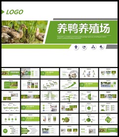 养鸭子养殖场鸭蛋PPT