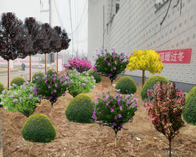 小区绿化设计
