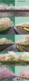 道路樱花街景 