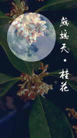 鹧鸪天  桂花  竖版手机海报