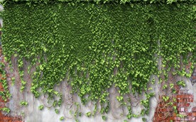 欧美田园风家居场景背景墙壁画