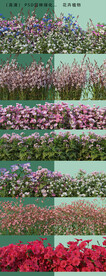 园林后期花卉