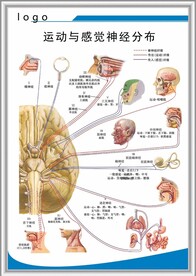 运动与感觉神经分布