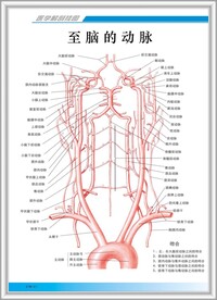 至脑的动脉解剖图