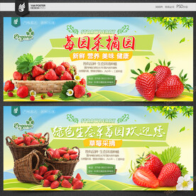 草莓采摘