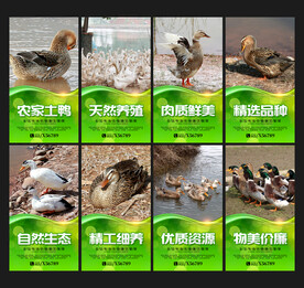 养鸭海报