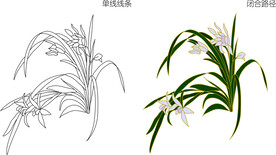 兰花 矢量图