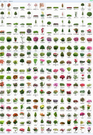 后期园林绿化植物 