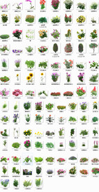 后期室内花卉盆景