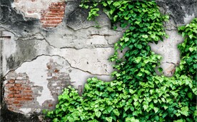 水泥墙爬山虎背景墙壁画