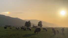 4K高清夕阳下的草原羊群