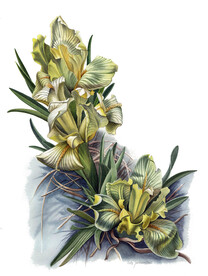 植物科学画