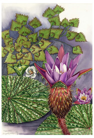 植物科学画