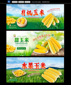 玉米展板