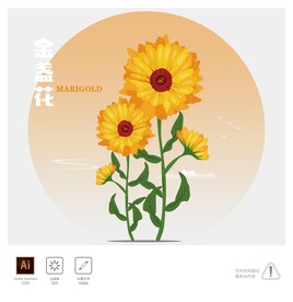 金盏花插画