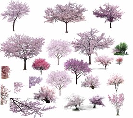 樱花树合集