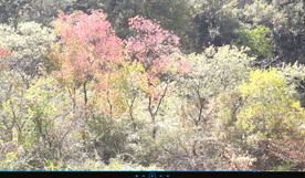 五彩缤纷色彩斑斓的树