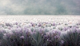 北欧现代轻奢薰衣草花海装饰画