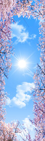 蓝天白云 樱花