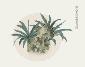 国画风植物系列
