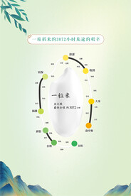 一粒米的成长过程