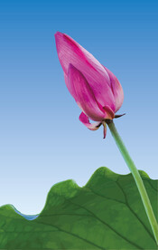 荷花插画矢量图